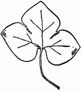 Liverwort Clipart Leaf Etc Large sketch template