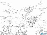 Caribou Coloring Pages Porcupine Grant Moose Reindeer Drawing Colorings Choose Board Animal Sheets Adult Skip Main Categories sketch template