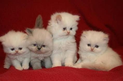 teacup white persian kittens teacup cats cute baby animals persian kittens