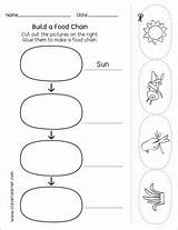 Food Chain Grade Science Kindergarten First Preschool Chains Printables Worksheets Activity Sheets Make Important Why sketch template
