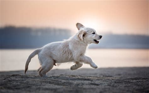 wallpapers running puppy labrador retriever sunset cute