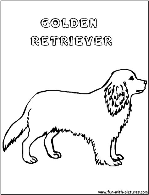 golden retriever puppies coloring pages   golden