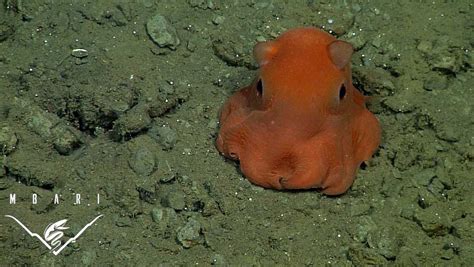 bizarre  beautiful deep sea creatures recorded  mbari