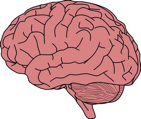 clipart human brain