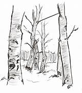 Aspen Drawing Tree Paintingvalley Drawings sketch template