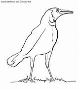 Magpie Coloring Pages Children Designlooter Oloring Animals sketch template