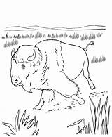 Coloring Bison Kids Pages American Native Activity Wild Animal Crafts Sheets Plains North Great Animals Buffalo Book America Americans Printable sketch template