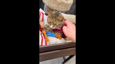 Cat Goes Viral For Living In Hardware Store Au — Australias