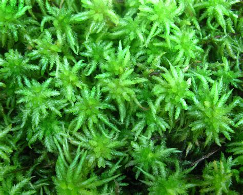sphagnaceae sphagnum sp sphagnum moss moss sphagnace flickr
