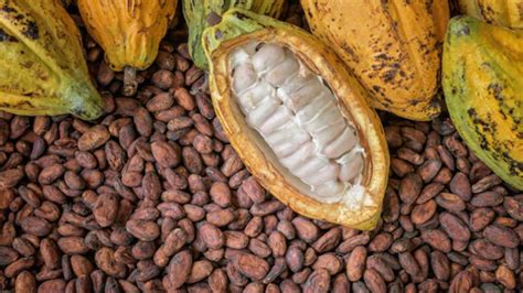 economic downturn experts  opportunities  cocoa business