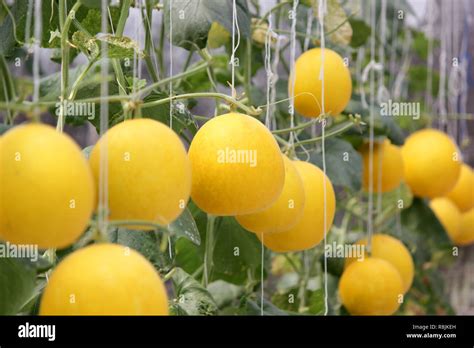 honeydew melon growing  greenhouse organic farm stock photo alamy