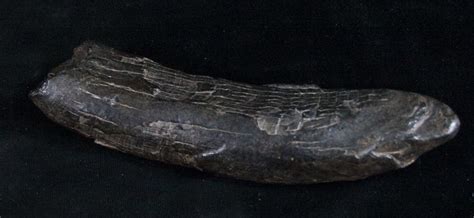 large 5 3 fossil sperm whale tooth georgia for sale 8394