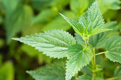 nettle leaf british herbal medicine association