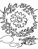 Coral Coloring Reef Pages Color Print Kids Coloringtop sketch template