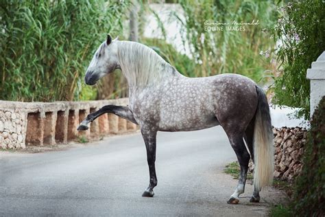 andalusian pre spanish horse boutique