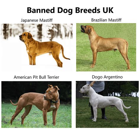 uk banned   breeds  dogs due   dangerous britain