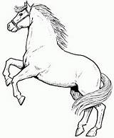 Coloring Pages Horse Saddlebred Ages American Related sketch template