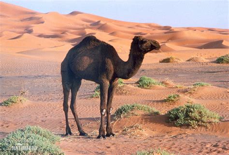 dromedary  dromedary images nature wildlife pictures naturephoto