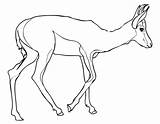 Springbok Coloring Pages Gazelle Drawing Printable South Color Africa Thomson Supercoloring Print sketch template