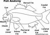 Fish Parts Body Anatomy Learning Printable Labeling Enchanted Diagram Enchantedlearning Draw Label Labeled Drawing Gills Fin Region Preschoolers Toddlers Kindergarten sketch template