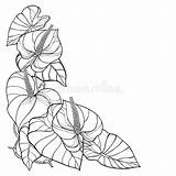 Anthurium Bouquet Anturium Bunch Leaves sketch template