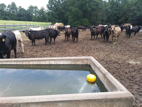 maintaining  clean water trough  cattle uga cooperative extension