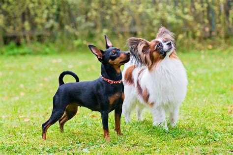 dog breeds  dogs miniature dog breeds