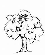 Coloring Tree Colouring Pages Sheets Trees Library Clipart Jacques Arbre Poesie Cutting sketch template