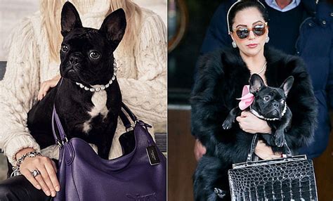 lady gaga hunde lady gaga hat einen neuen hund epic