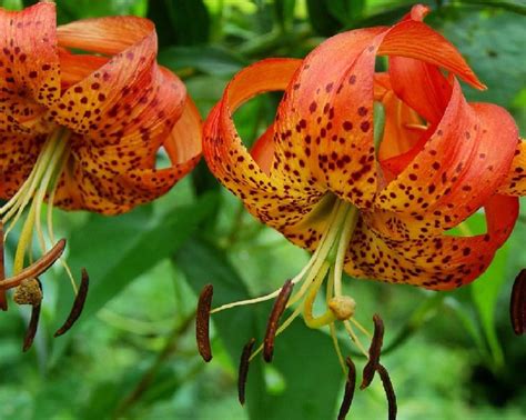 40 Wild Tiger Lily Lilium Seeds