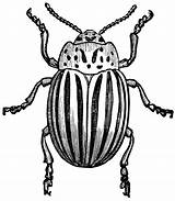 Drawing Insect Clipart Bug Line Bugs Potato Beetle Etc Drawings Getdrawings Choose Board Gif Illustration Engraving Medium Large 20art 20clip sketch template
