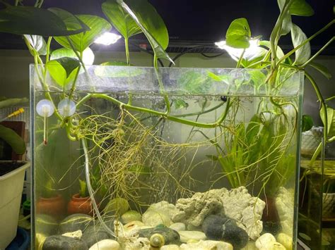 pothos   aquarium plants craze