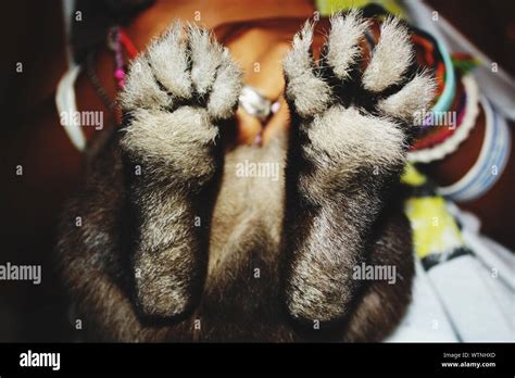 rabbit feet high resolution stock photography  images alamy