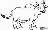 Zebu Toros Boi Colorir Toro Imprimir Dibujar Hoernern Stier Byczek Tori Byk Calcar Vacas Ausmalbilder Druku Bueyes Tiere Chachipedia Bull sketch template