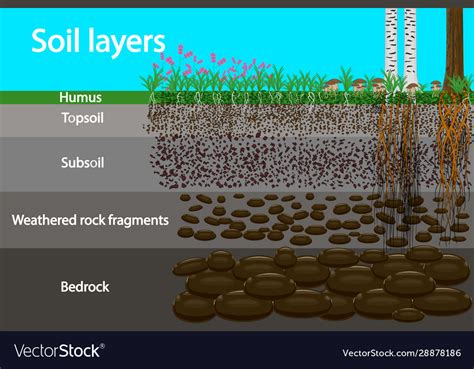 soil layers diagram  layer soil royalty  vector image