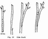 Grafting Side Graft Trees Approach Fruit Scion Au Tape Visit Sketch sketch template