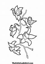 Orchid Coloring Pages Leopard Popular Orchids Designlooter Iris sketch template