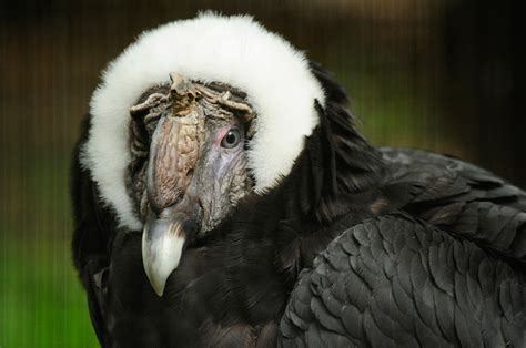 mundial de las aves los peligros  enfrenta el condor andino en sudamerica
