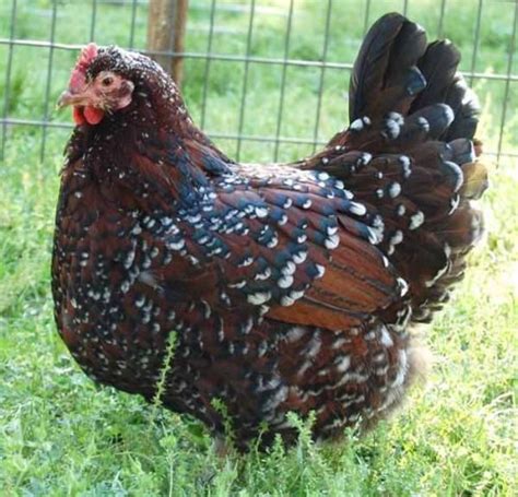 show quality speckled sussex beautiful chickens chickens backyard chickens