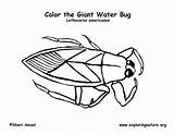 Coloring Bug Water Waterbug Labeling Exploringnature sketch template