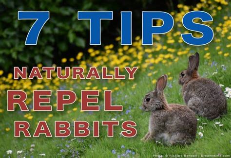 7 easy ways to naturally get rid of rabbits pest pointers