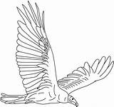 Vulture Coloring Pages Turkey Eagle Soaring Printable Designlooter Vultures Print Color Getcolorings 82kb 564px sketch template