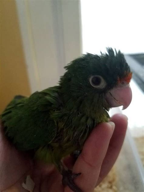 Half Moon Conure 137388 For Sale In West Hempstead Ny
