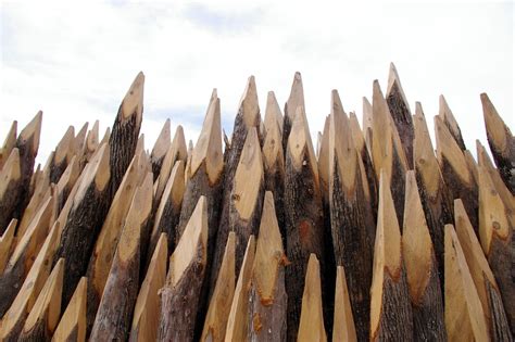 pointy sticks  photo  freeimages