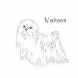 Maltese Breeds sketch template