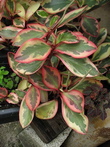 variegated peperomia  bright light    color