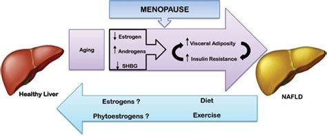 Menopause And Non Alcoholic Fatty Liver Disease A Review
