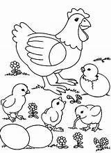Coloring Chicken Pages Chicks Baby Kids sketch template