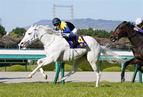 horse racing sodashi bests field  oka sho   white thoroughbred  win  jra