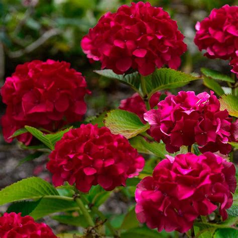 hortensia wims red verdena magzinul tau de plante